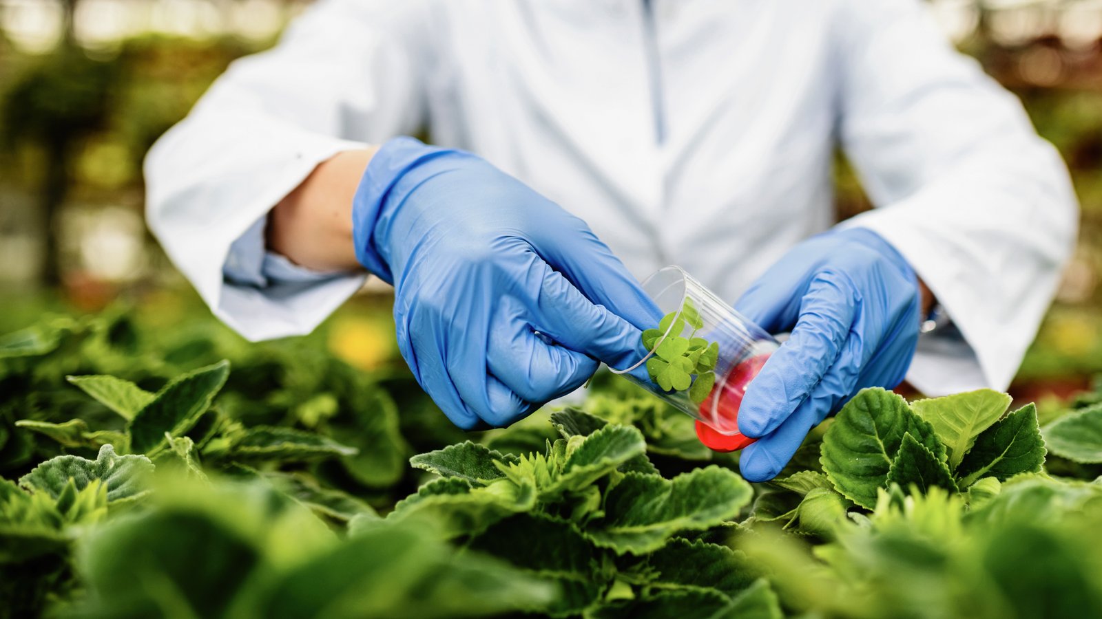 Agricultural field inspection